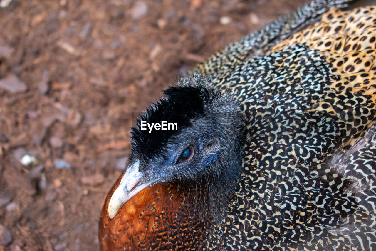 high angle view of a bird