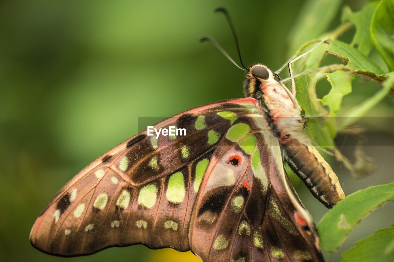 CLOSE-UP OF BUTTERFLY ON PLANT