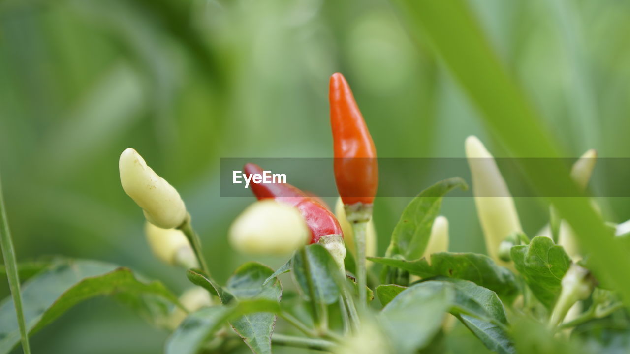plant, flower, growth, flowering plant, nature, freshness, beauty in nature, close-up, green, plant part, leaf, macro photography, food, no people, selective focus, springtime, food and drink, red, vegetable, petal, fragility, environment, outdoors, grass, land, bud, agriculture, day, field, inflorescence, beginnings, summer, blossom, environmental conservation, flower head, plant stem, garden, flowerbed