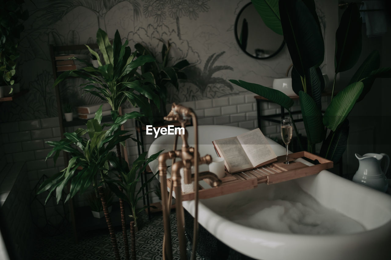 plant, indoors, domestic room, sink, room, household equipment, potted plant, no people, nature, houseplant, bathroom, home, table, green, house, interior design, home interior, bathtub