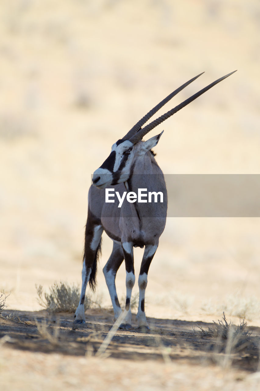 CLOSE-UP OF A BIRD PERCHING ON A FIELD