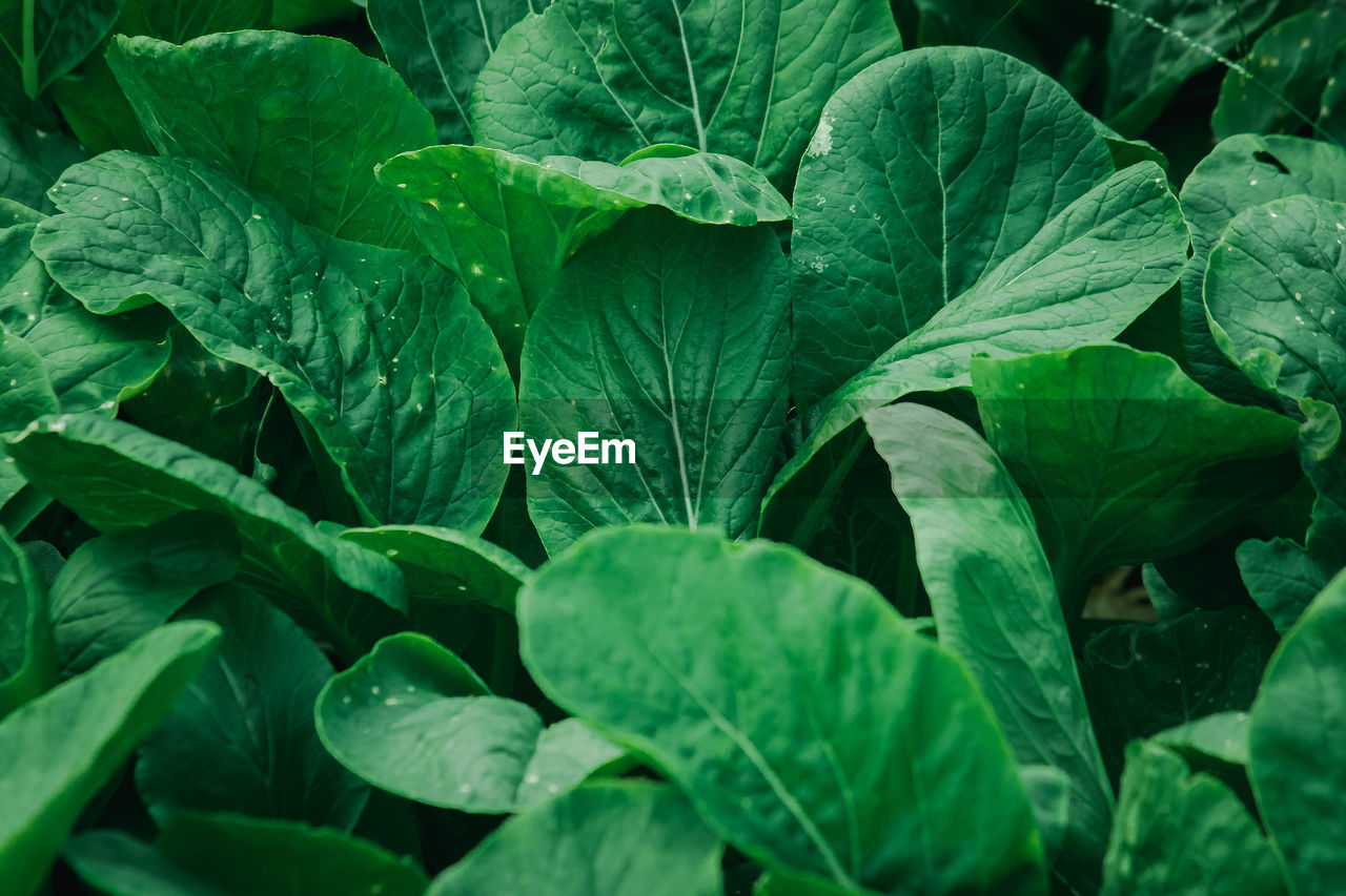 FULL FRAME SHOT OF WATER DROPS ON PLANT