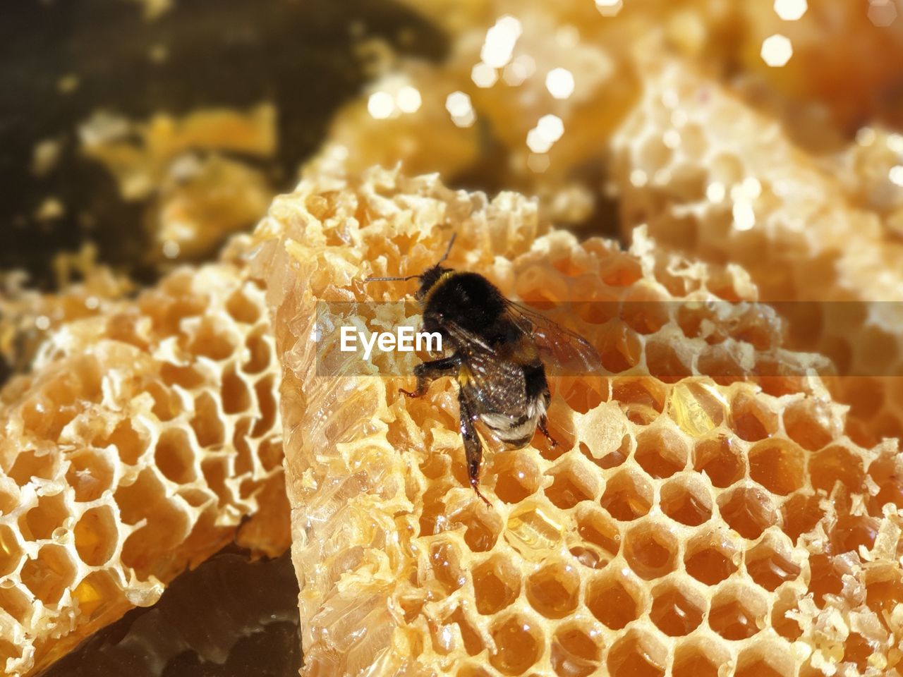 Close-up of bee on leaf