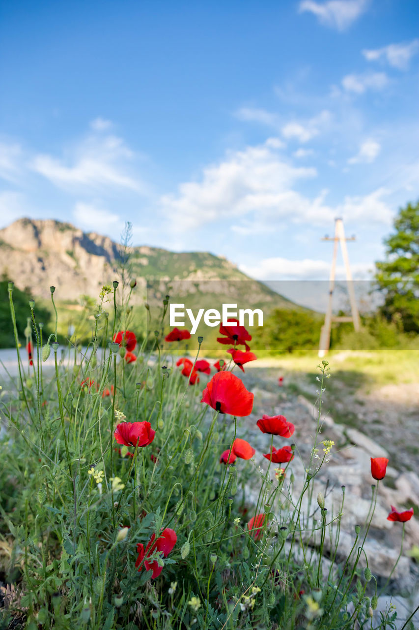 Close-up of red poppies on field against sky