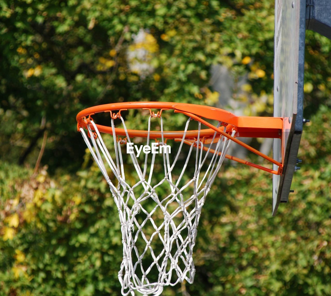 CLOSE-UP OF BASKETBALL HOOP AGAINST TREE