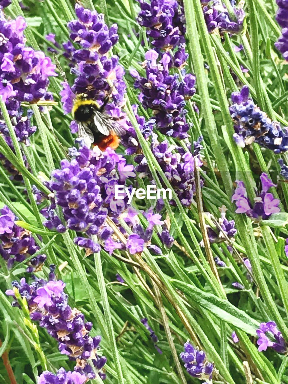 HIGH ANGLE VIEW OF BEE ON PURPLE FLOWER