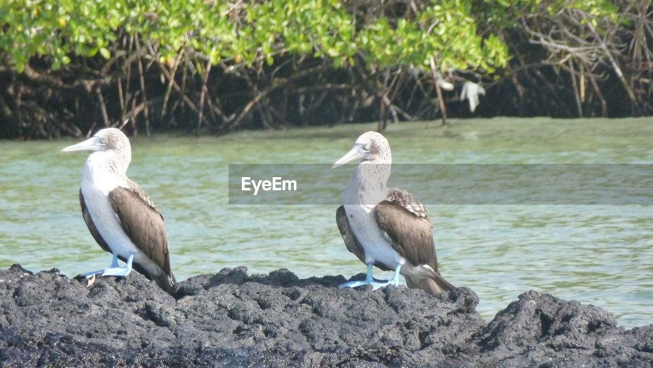 BIRD PERCHING ON ROCK BY TREE