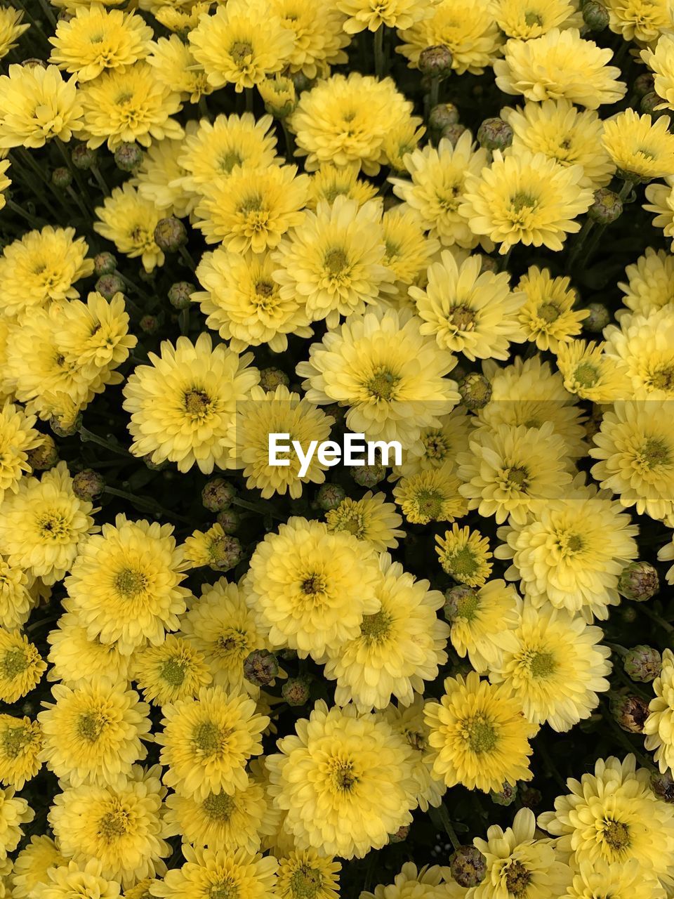 CLOSE-UP OF YELLOW FLOWERING PLANTS
