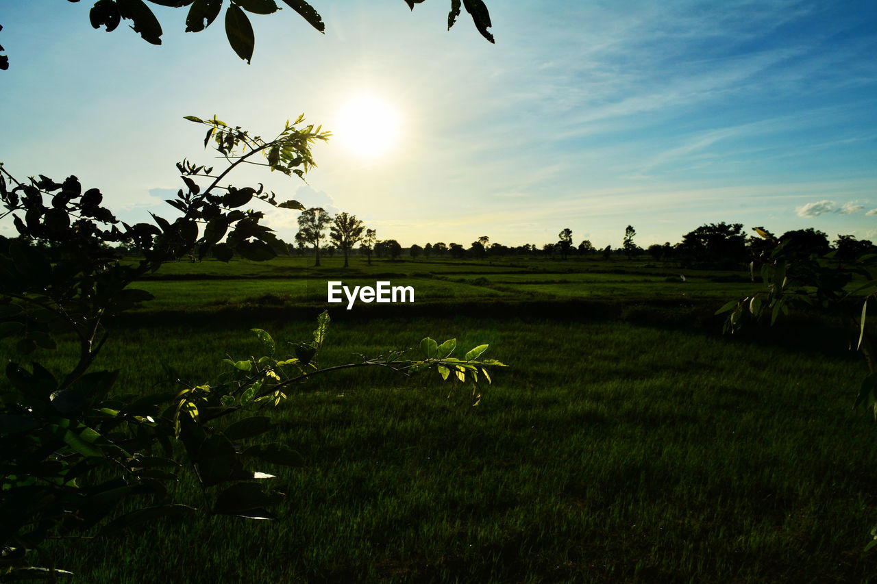 Agriculture Beauty In Nature Environment Field Green Color Growth Land Landscape Lens Flare Nature No People Outdoors Plant Plantation Rural Scene Scenics - Nature Sky Sun Sunlight Sunset Tranquil Scene Tranquility Tree