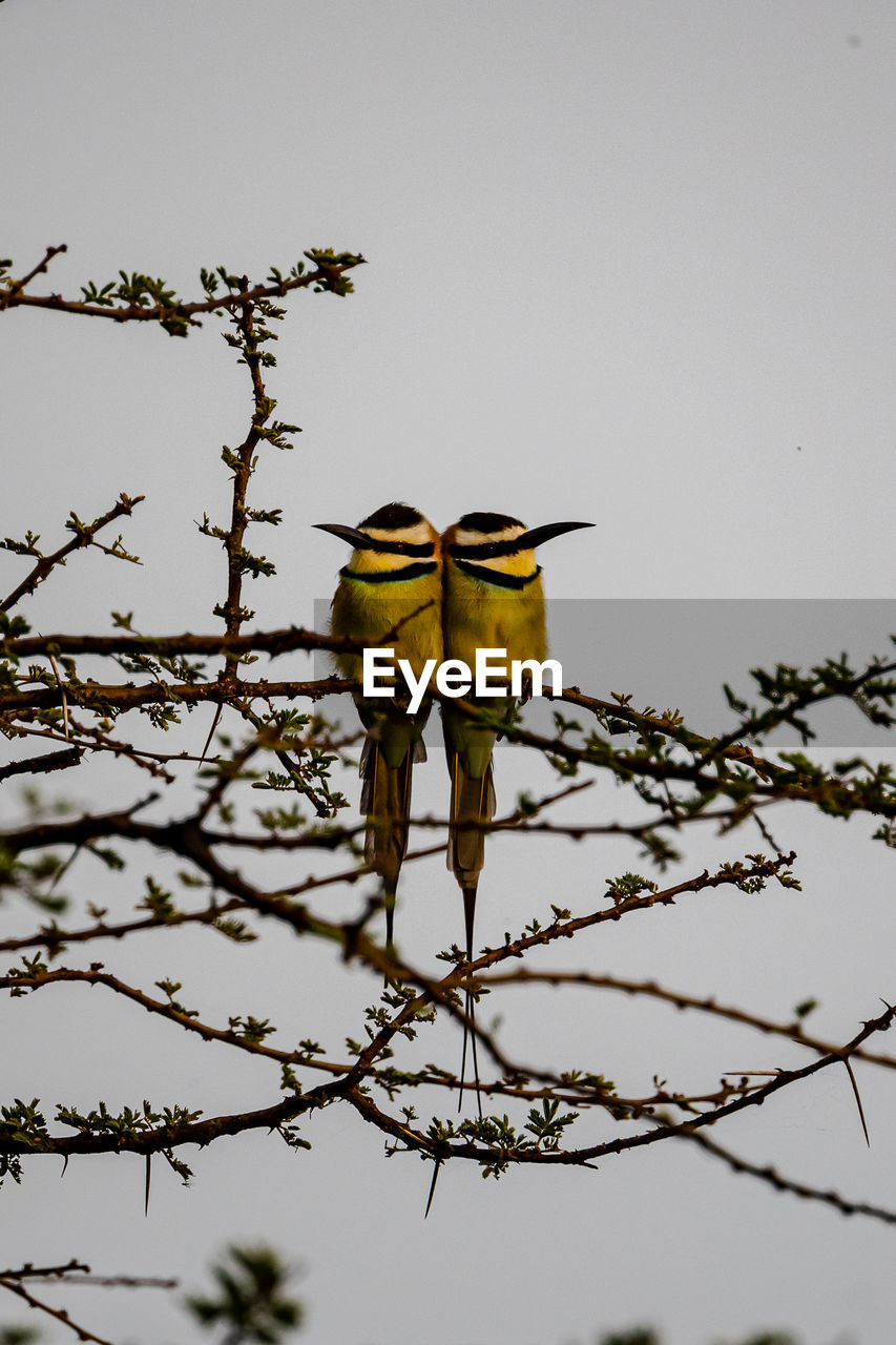 BIRD PERCHING ON A TREE