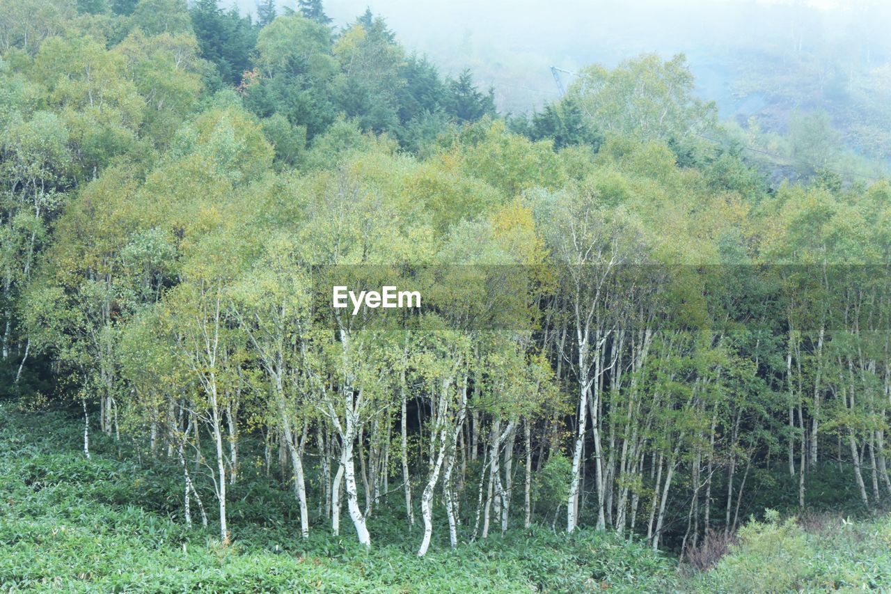 TREES GROWING IN FOREST