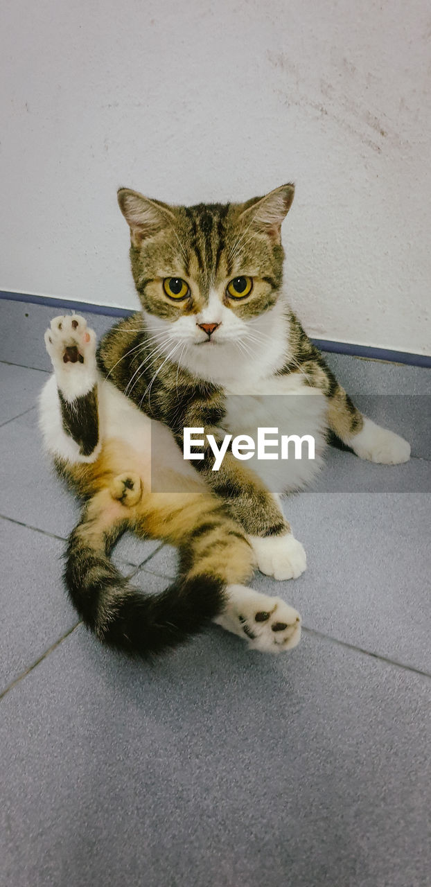 HIGH ANGLE PORTRAIT OF TABBY CAT SITTING ON FLOOR