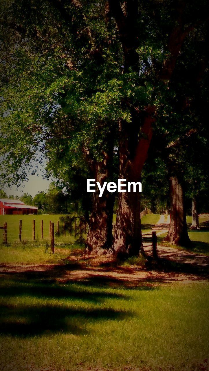 TREES GROWING IN PARK