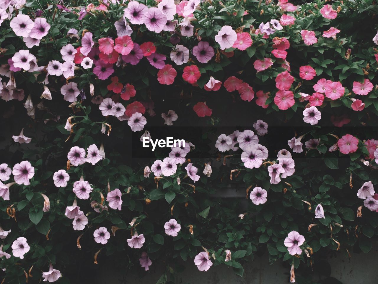 HIGH ANGLE VIEW OF FLOWERS BLOOMING IN PLANT