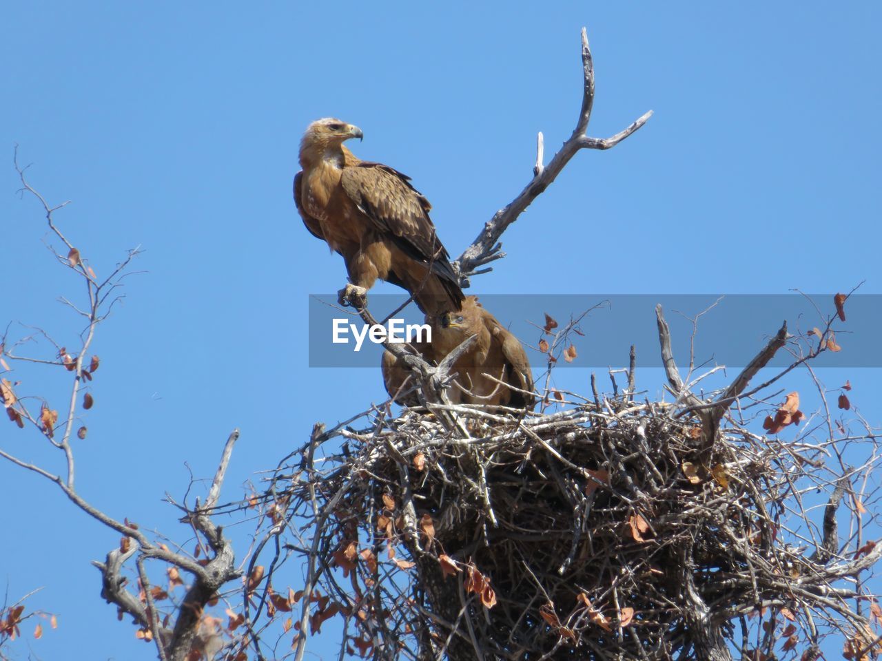 LOW ANGLE VIEW OF BIRDS PERCHING ON NEST