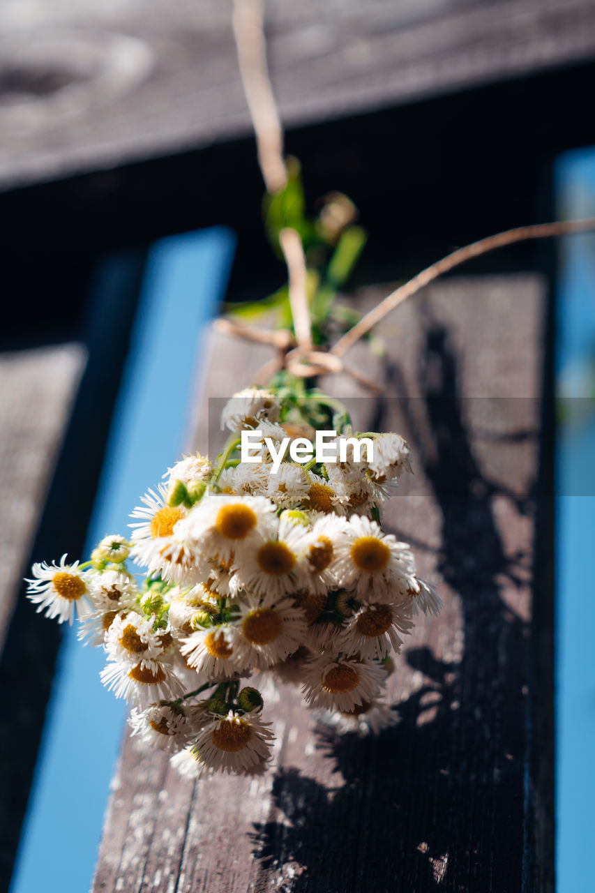 Daisy flowers hanging from the wooden fence.