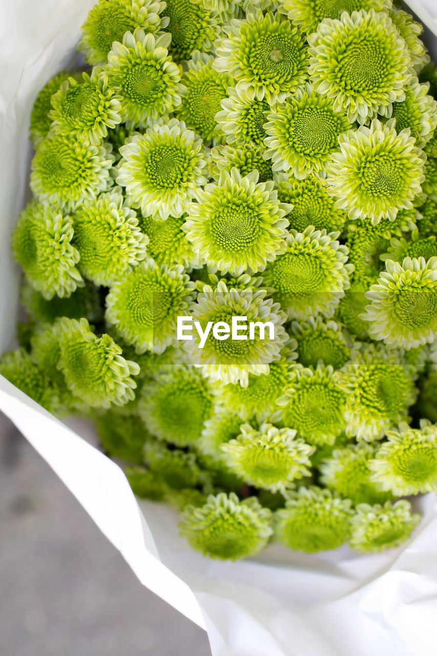 HIGH ANGLE VIEW OF POTTED PLANTS