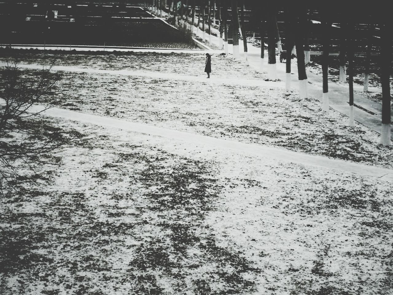 TREES ON GROUND