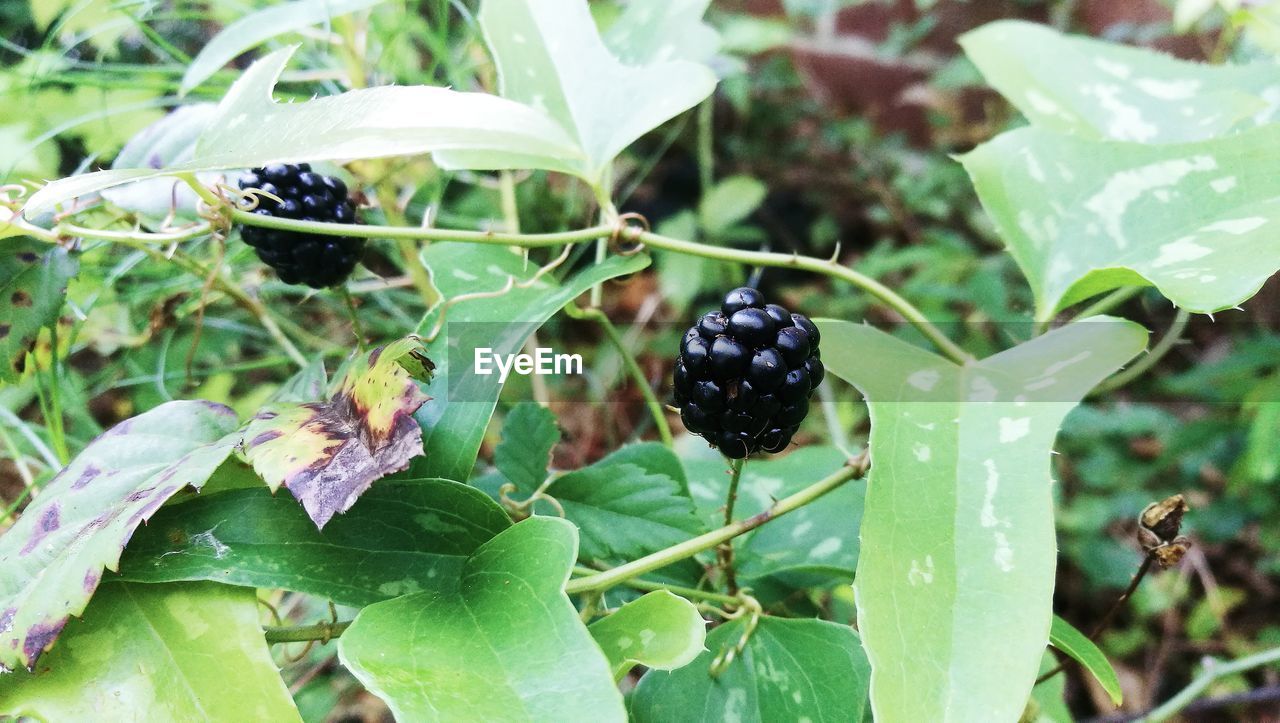 CLOSE-UP OF BERRIES ON PLANTS