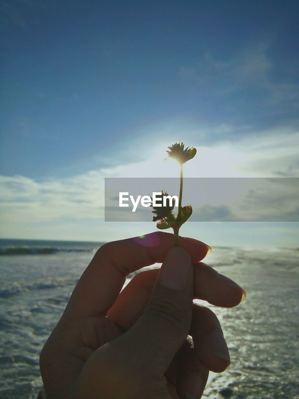 CLOSE-UP OF HAND HOLDING FLOWER AGAINST SEA