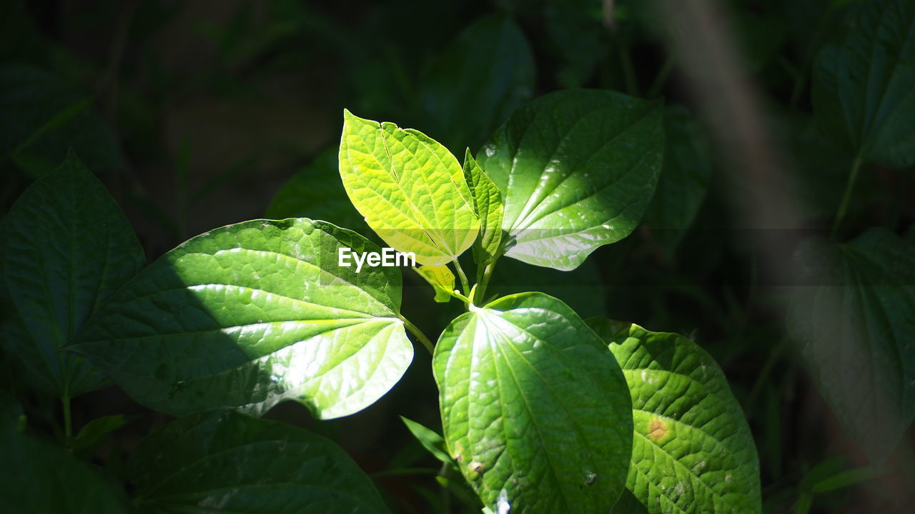 CLOSE-UP OF FRESH GREEN LEAVES WITH DEW DROPS ON PLANT