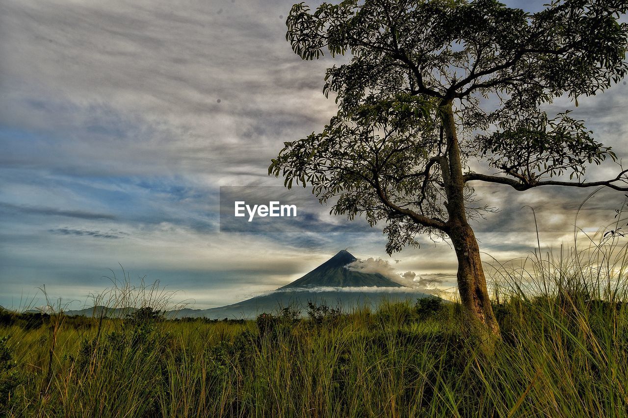 TREES ON FIELD AGAINST CLOUDY SKY