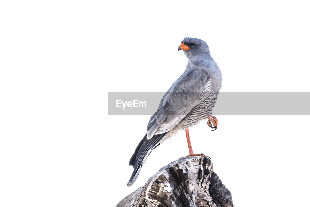 bird, animal themes, animal, animal wildlife, wildlife, perching, one animal, nature, copy space, full length, no people, beak, white background, outdoors, beauty in nature, tree, sky, clear sky, cut out, rock, day, side view
