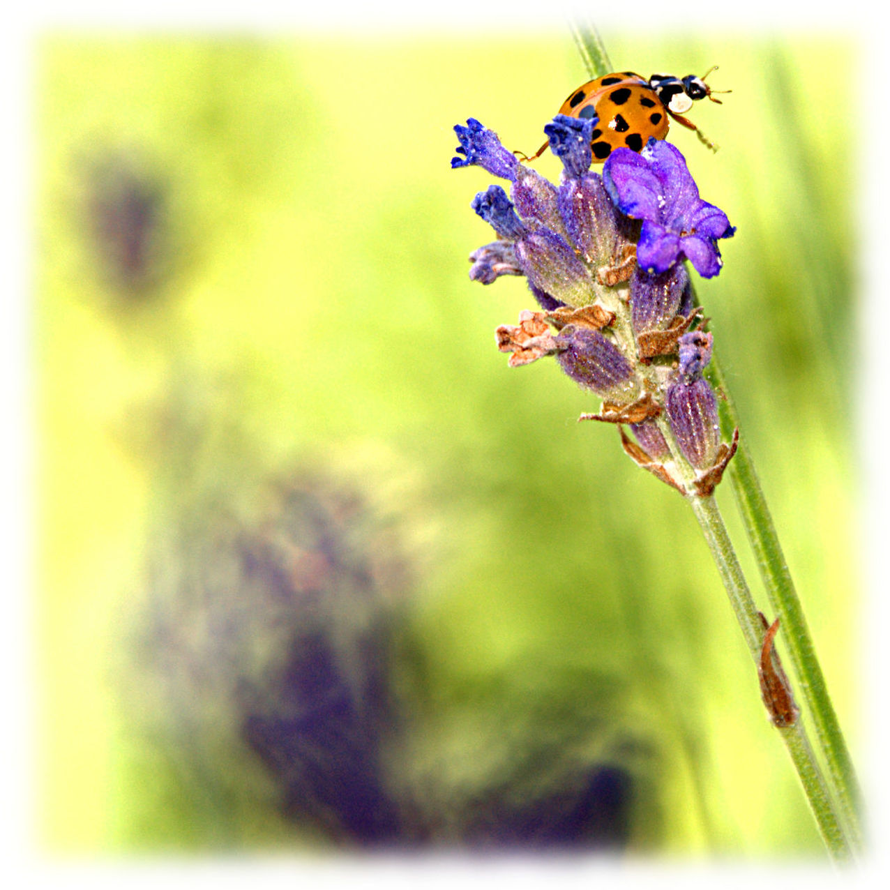 CLOSE-UP OF INSECTS POLLINATING FLOWER