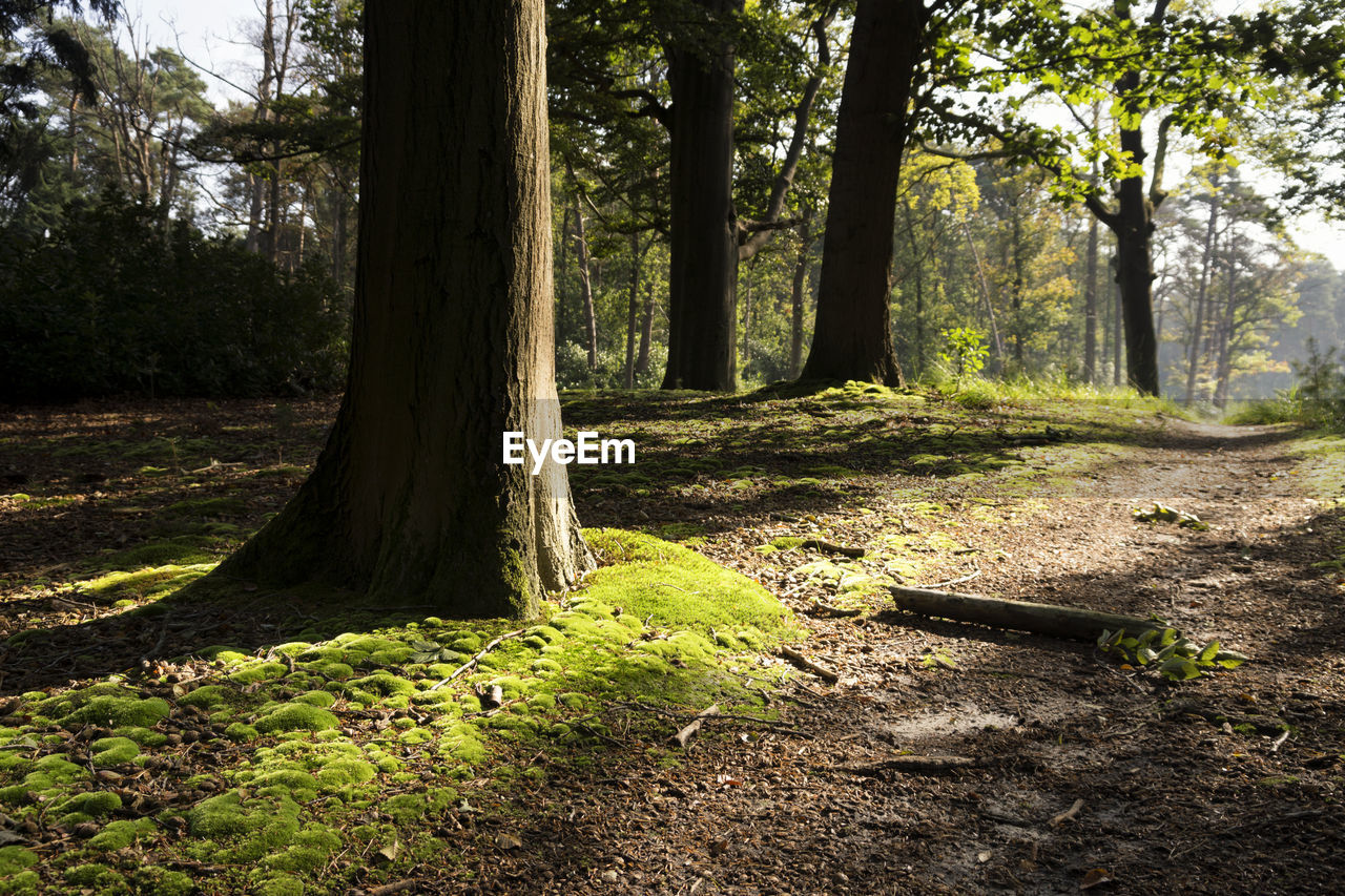 TREES ON LANDSCAPE