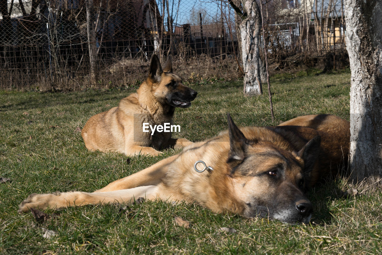 Dog relaxing on field