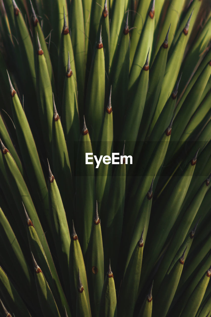 full frame shot of green leaves