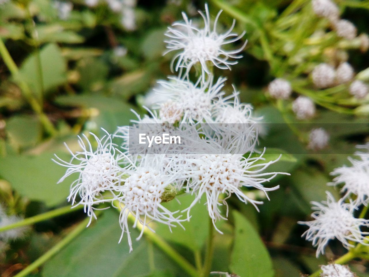 CLOSE-UP OF WHITE FLOWERS IN BLOOM