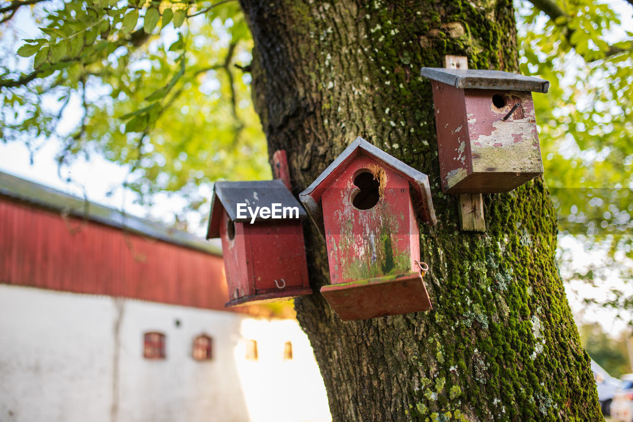 CLOSE-UP OF BIRDHOUSE ON TREE