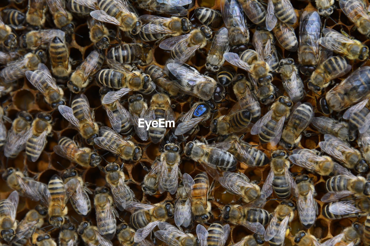 FULL FRAME SHOT OF BEE ON A LEAF