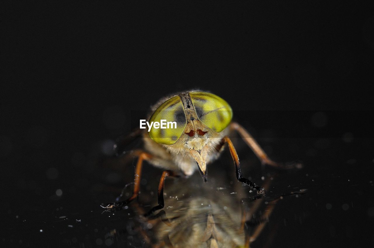 CLOSE-UP OF SPIDER