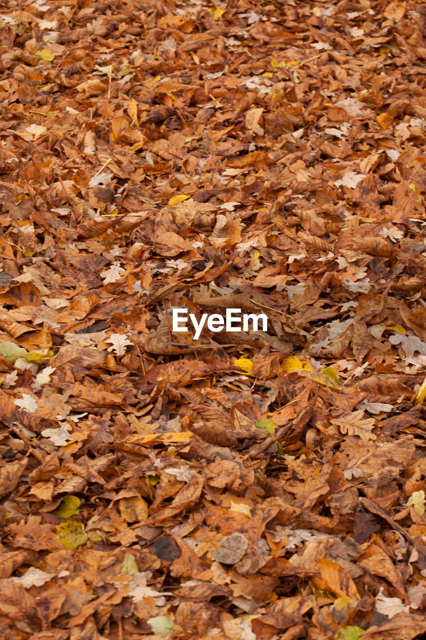 Full frame shot of dry autumn leaves