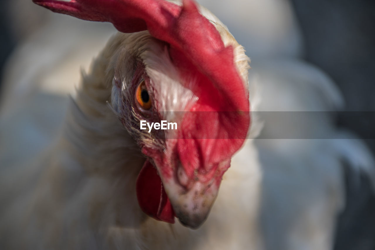 Close-up of cock