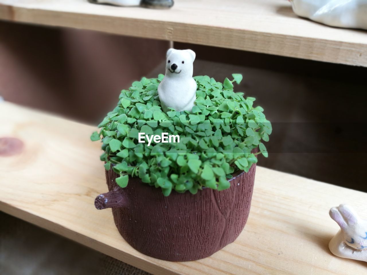 CLOSE-UP OF POTTED PLANTS ON WOODEN TABLE