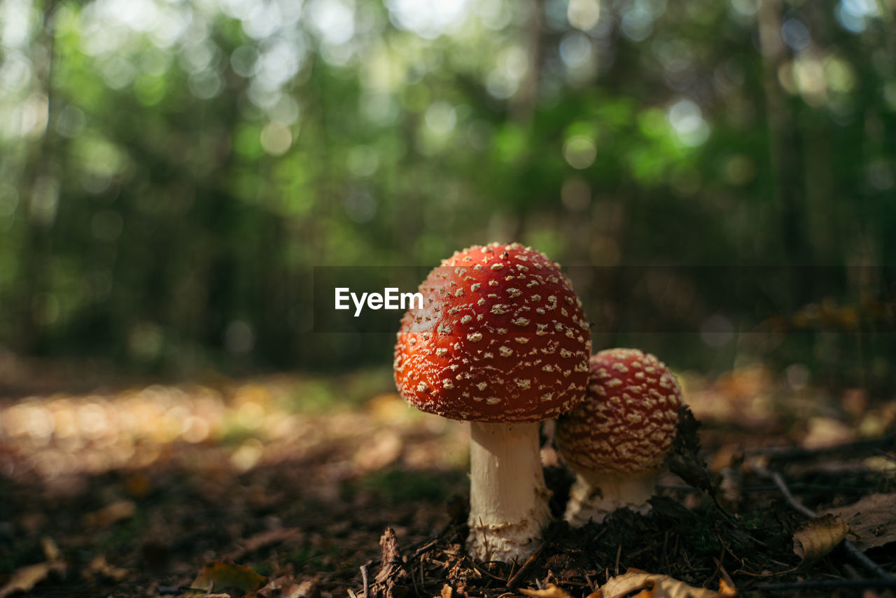 CLOSE-UP OF FLY AGARIC MUSHROOMS ON FIELD