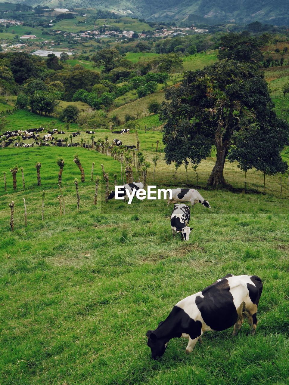 COWS GRAZING ON FIELD AGAINST TREES