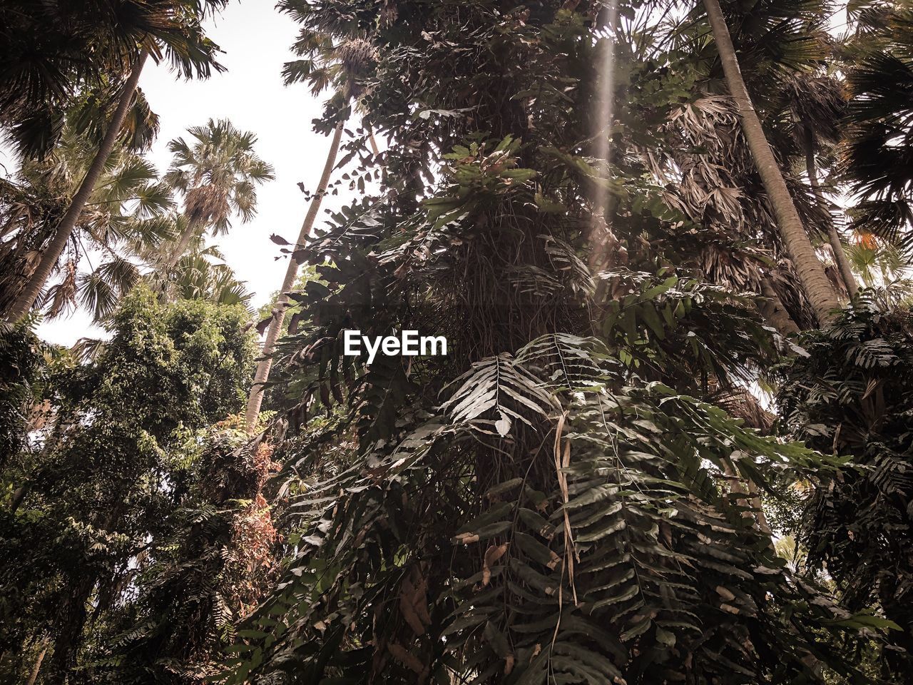 LOW ANGLE VIEW OF PALM TREES