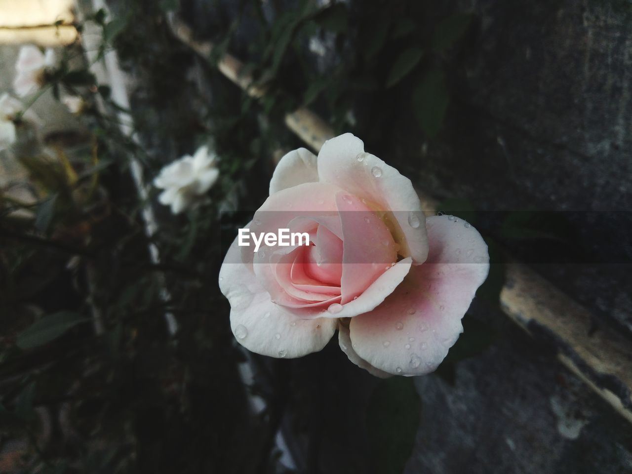 CLOSE-UP OF ROSE BLOOMING IN PARK