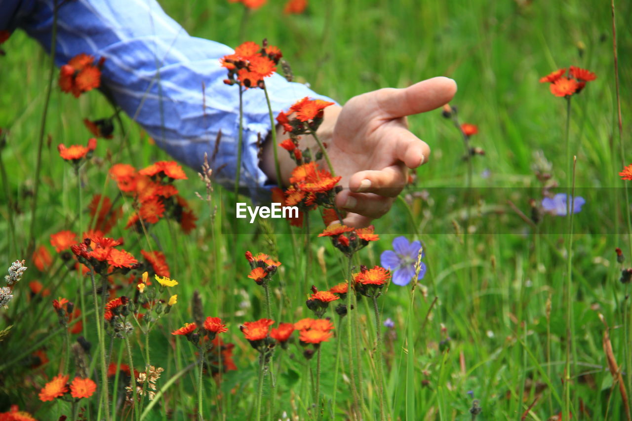 Female hand touching orange flowers on a meadow in the grass