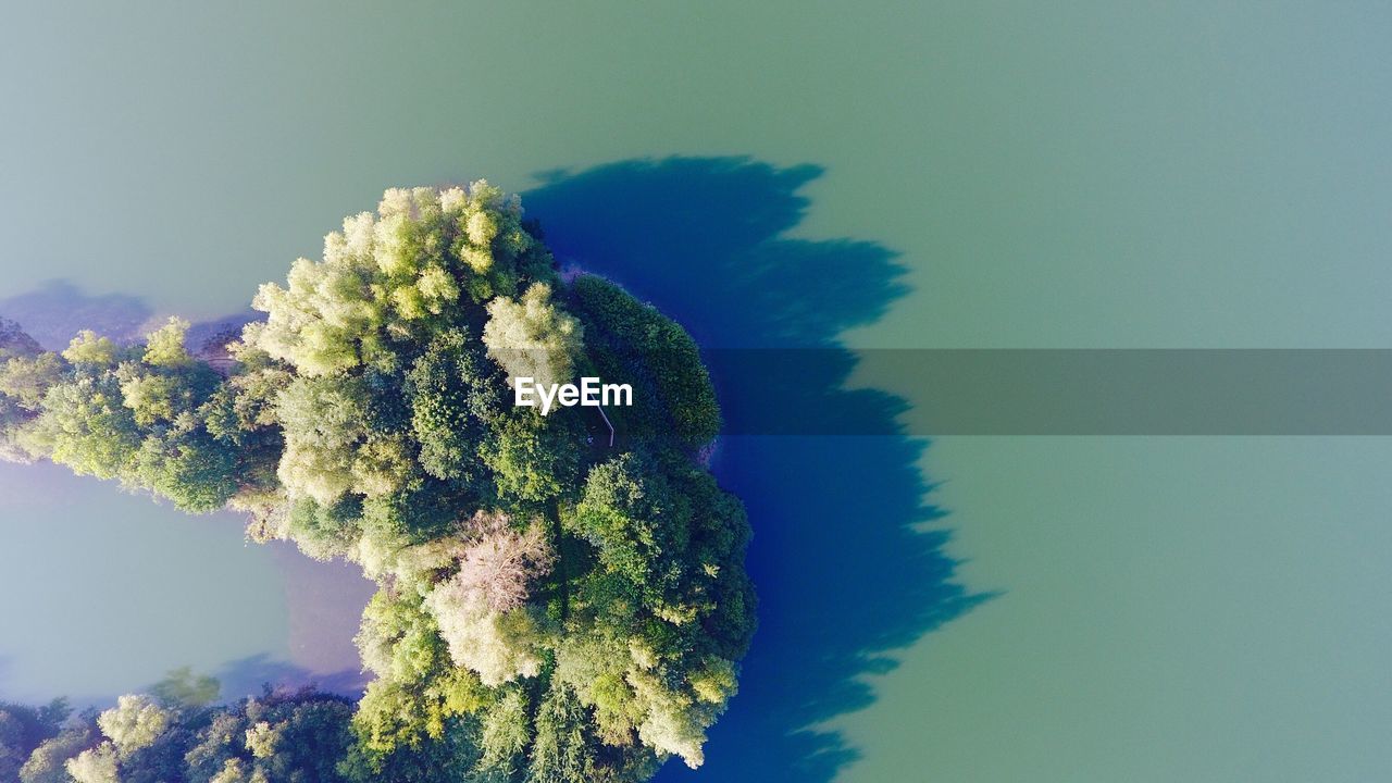 Close-up of tree against clear blue sky