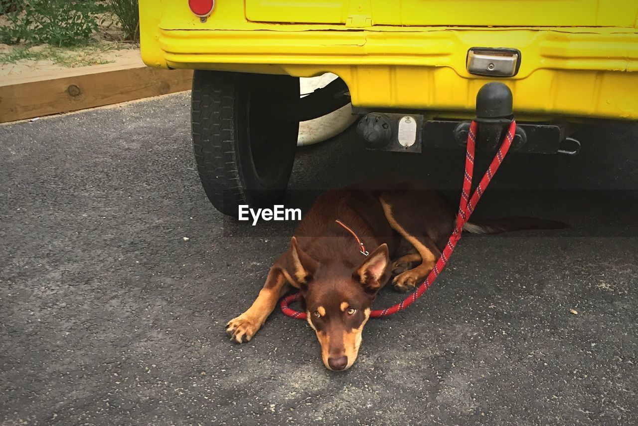 DOG ON ROAD BY CAR