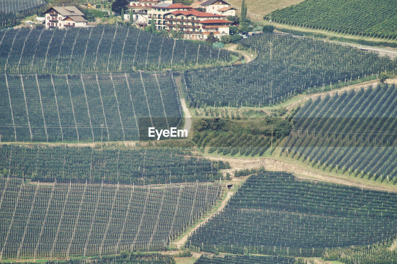 High angle view of agricultural apple fields, merano, italy