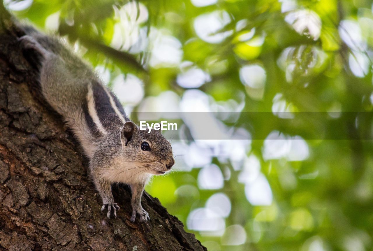 Close-up of squirrel