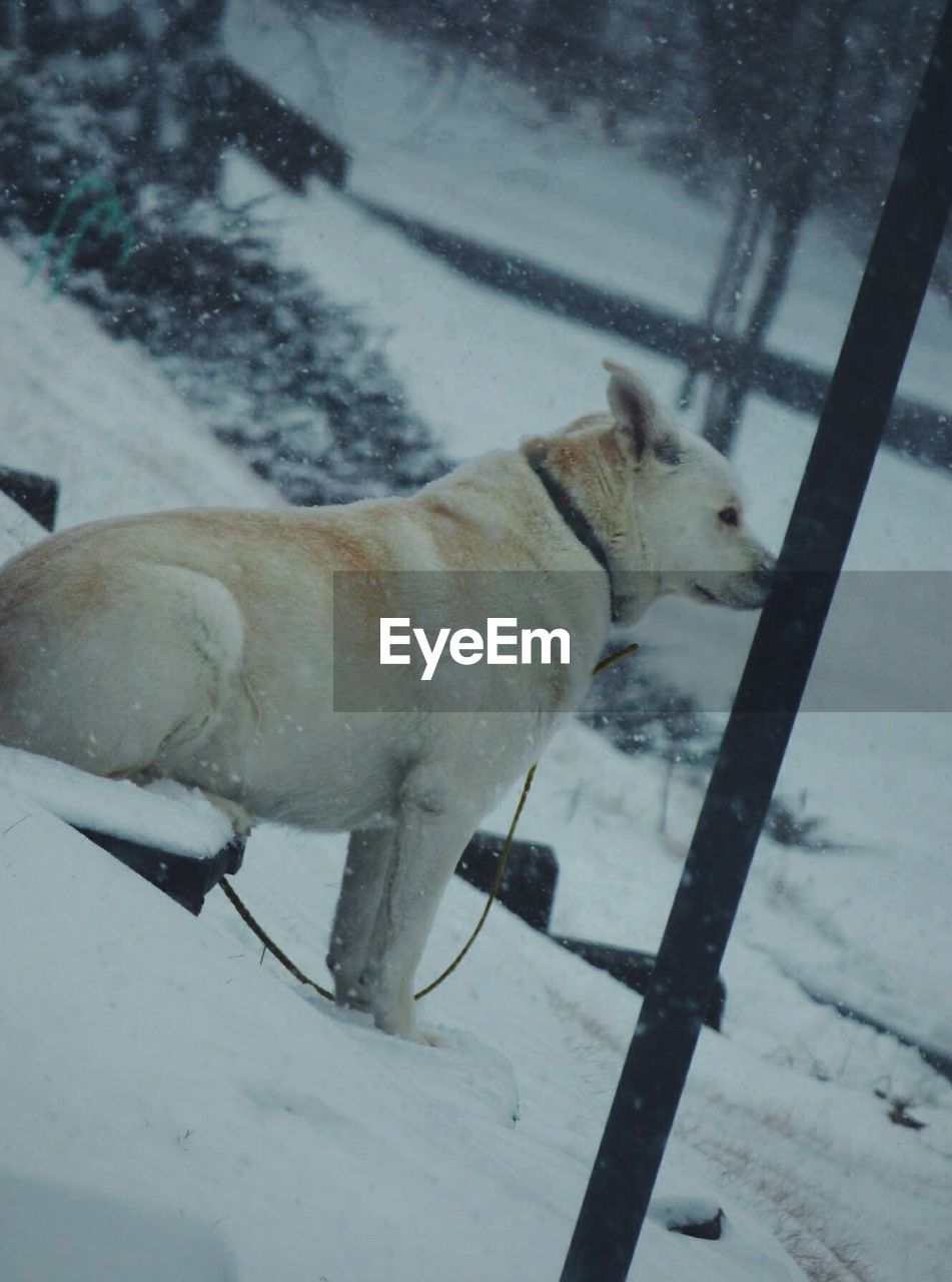 DOG ON SNOW COVERED LANDSCAPE DURING WINTER