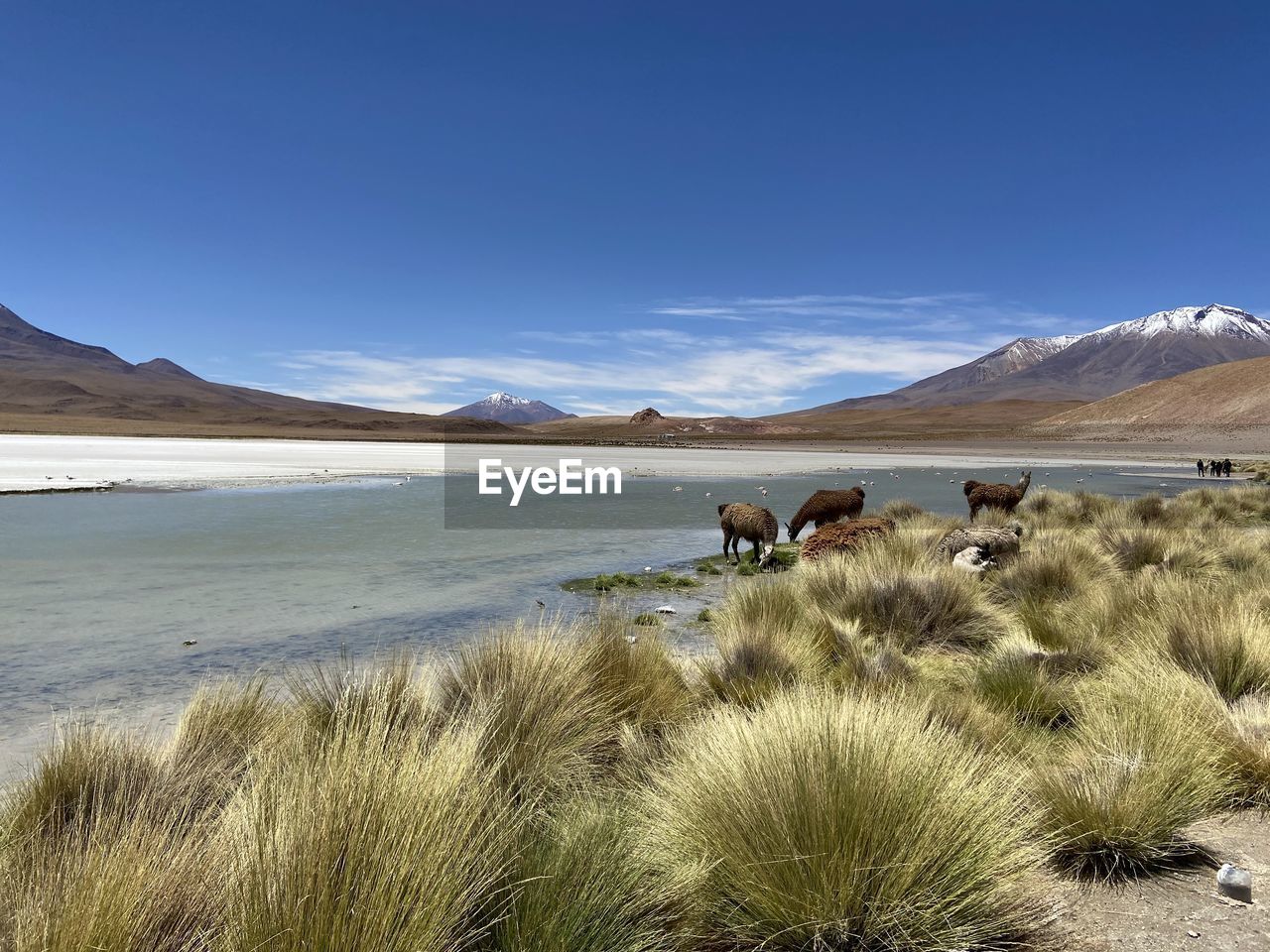 VIEW OF SHEEP ON SHORE