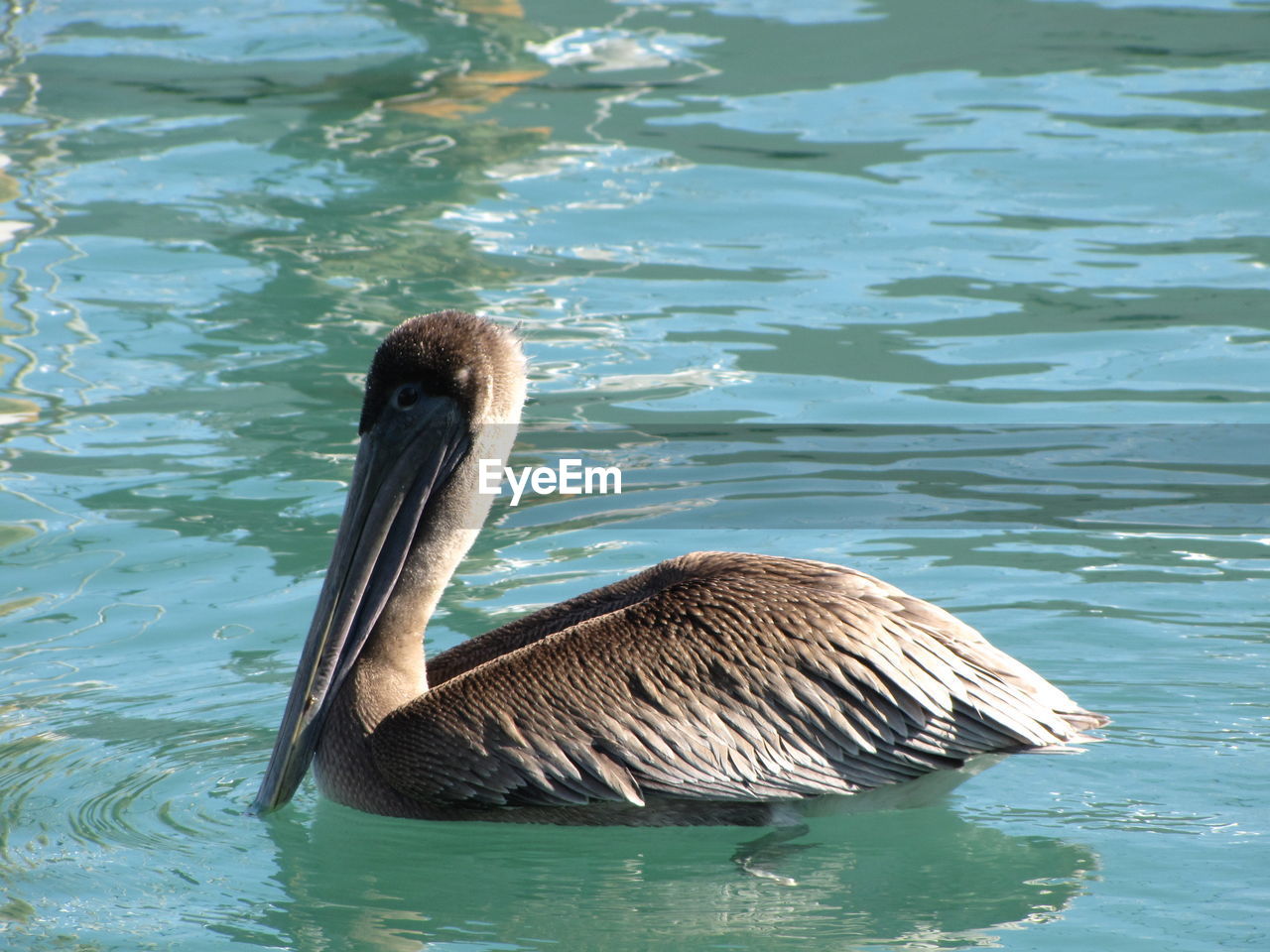 Close-up of pelican swimming on lake